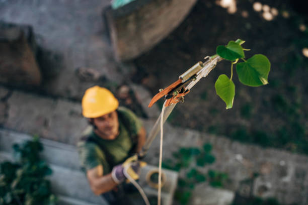 Best Tree Care Services  in USA